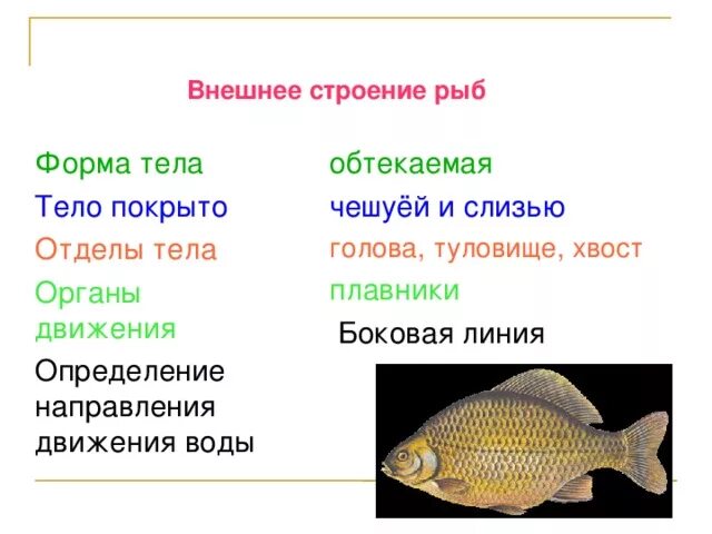 Таблица внешнее строение рыб 7 класс. Внешнее строение рыбы. Форма тела рыб. Отделы тела рыбы.