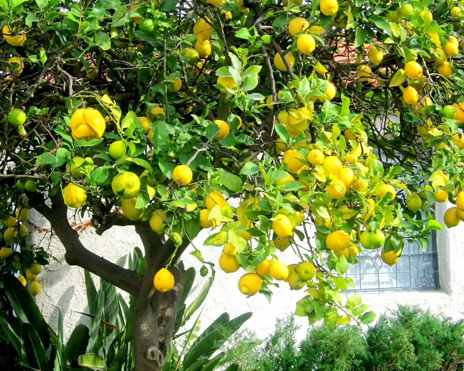 Lemon Tree (лимонное дерево). Лимонное дерево Limon Agaci. Сорренто лимонные деревья. Цитрус (комнатное растение) лимон Мейера. Как ухаживать за лимонами за начинающими