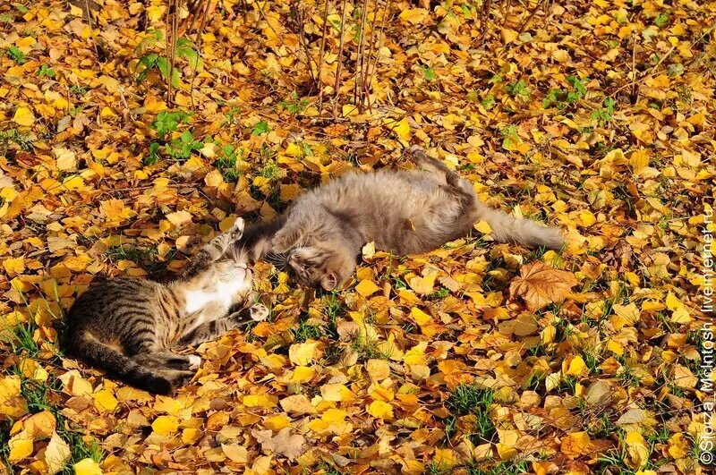 Он любит играть листьями. Осенний кот. Котята осень. Котики осенью. Коты и осень.