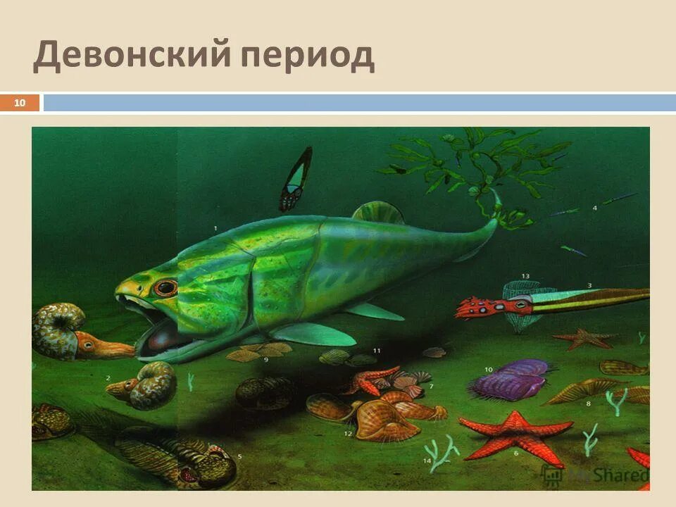 Девонский период. Девонский период палеозойской эры. Девонский период живые организмы. Девонский период. Девон период палеозойской.