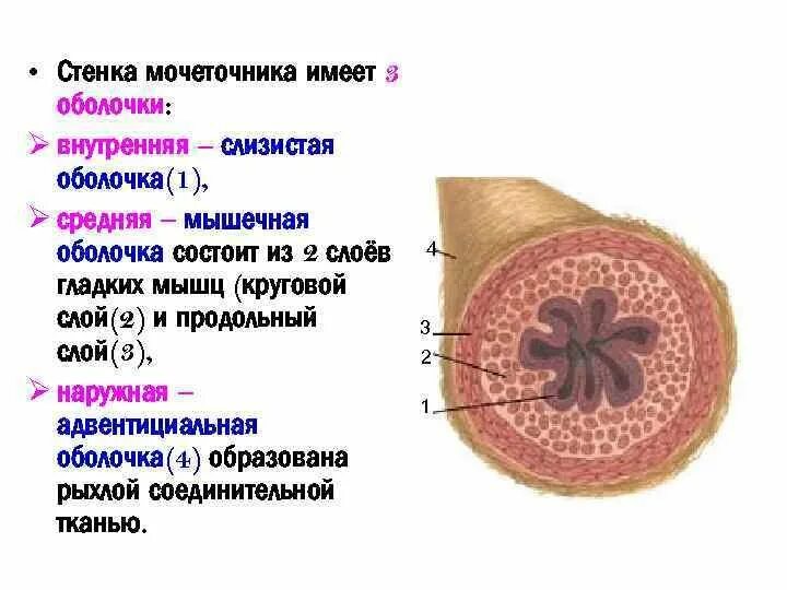 Слои мочеточника. Мышечная оболочка мочеточника анатомия. Мочетчник СТРОЕНИЕСТРОЕНИЕ гистлогия. Строение стенки мочеточника. Слои стенки мочеточника (оболочки).