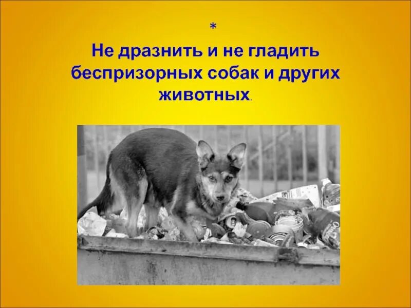 Не дразните собак текст. Техника безопасности беспризорные животный. технология защита беспризорных животных 5 класс. не дразни и не гладь беспризорных собак и других животных..