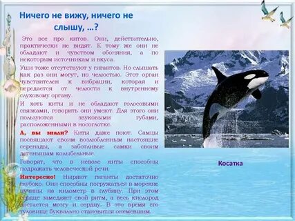 Дельфин про китов