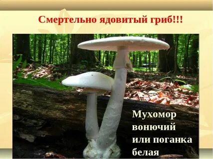 Ядовитые грибы обж 8 класс