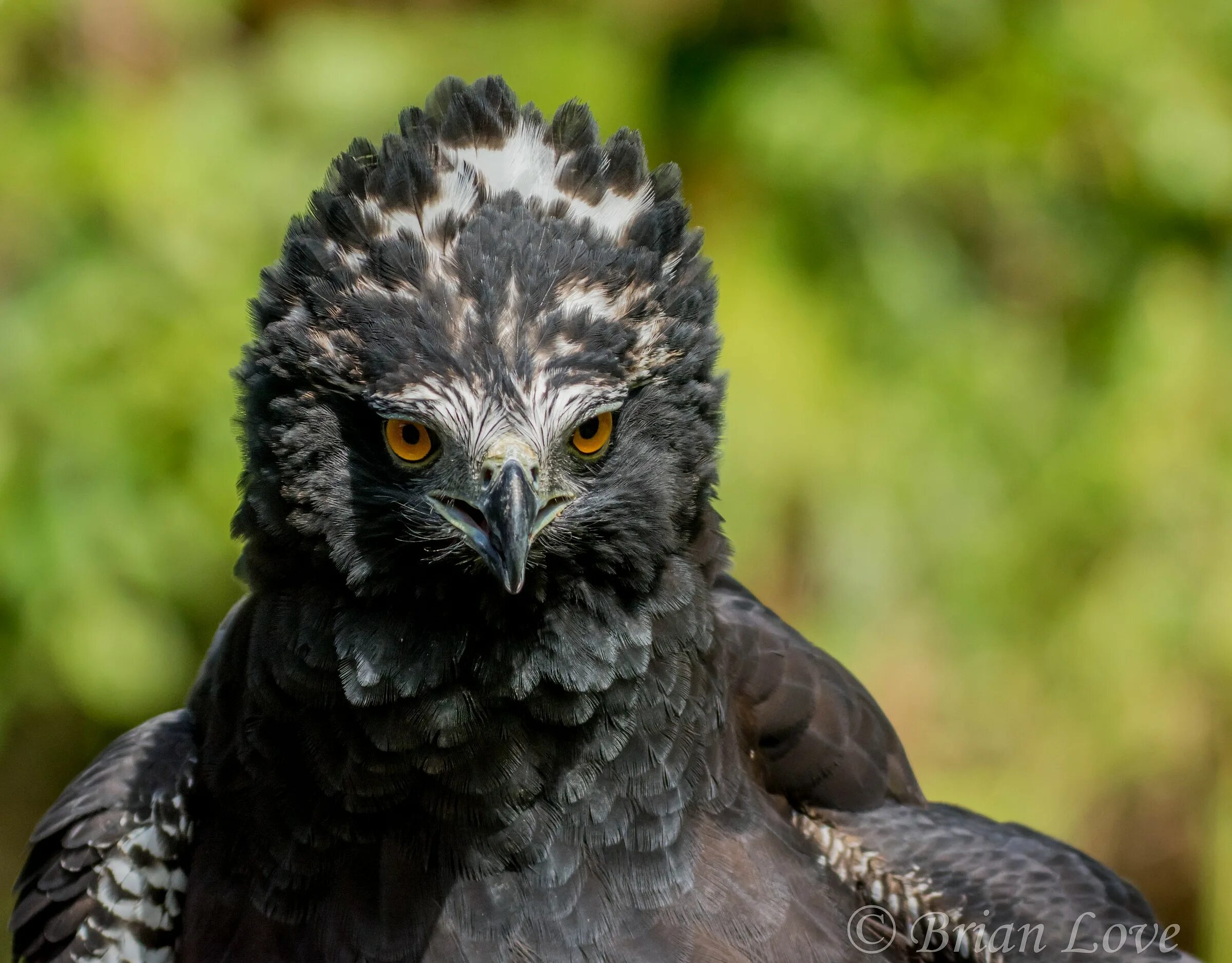 Hawk eagle. Spizaetus tyrannus. black hawk-eagle. хохлатый орлан. черный хохлатый орел.