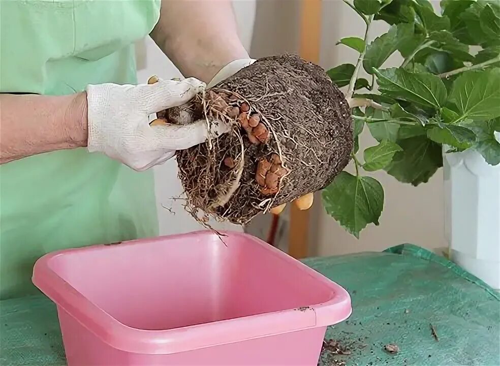 Как пересадить комнатную розу