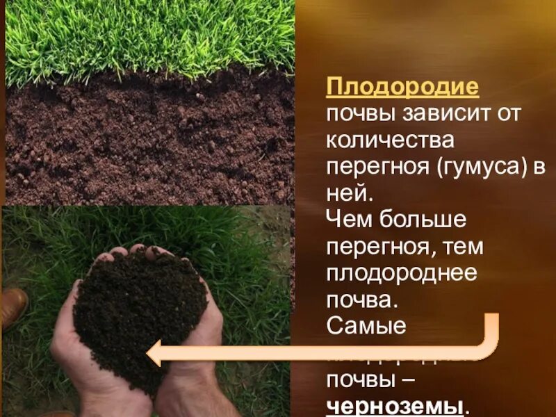 Плодородие почвы. От чего зависит плодородие почвы. Плодородие почвы зависит от количества. Плодородие почвы зависит от количества чего. Почва гумус плодородие.