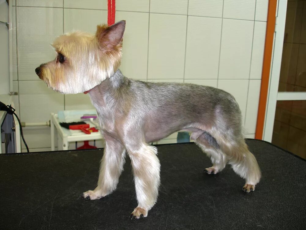 стрижка лап йорка. стрижка лап йорка. стрижка лап у йорка. лапы клеш стрижка йорка. йоркширский терьер стандарт длинные лапы.