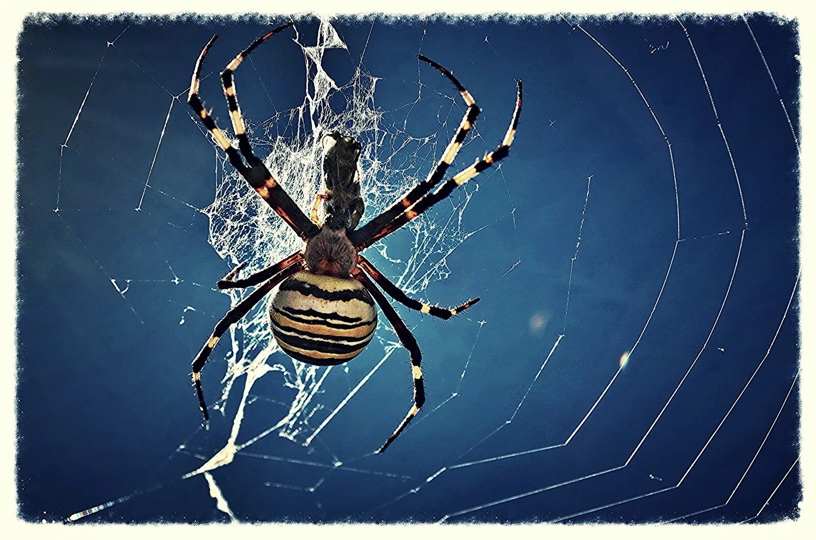 Araneus cavaticus. Паук крестовик черный маленький. Садовый паук. Беспозвоночные паукообразные. Беспозвоночные пауки