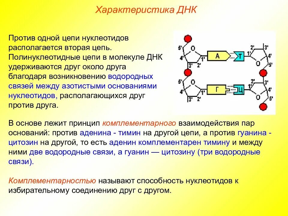 Ген это фрагмент молекулы. Тип связи между двумя нуклеотидами ДНК. Химические связи между нуклеотидами в РНК. ДНК Тип соединения. 2 Цепь нуклеотидов ДНК.