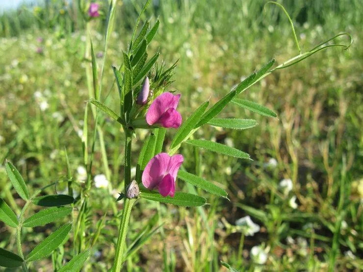 Пижма сорняк. Крашеный газон. Красящая трава 6. Вика посевная --- vicia sativa. Окопник огуречная трава.