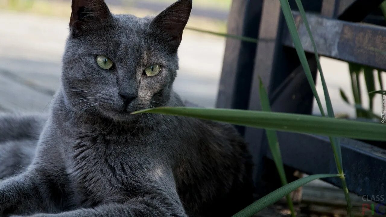 Кот сидит как демон