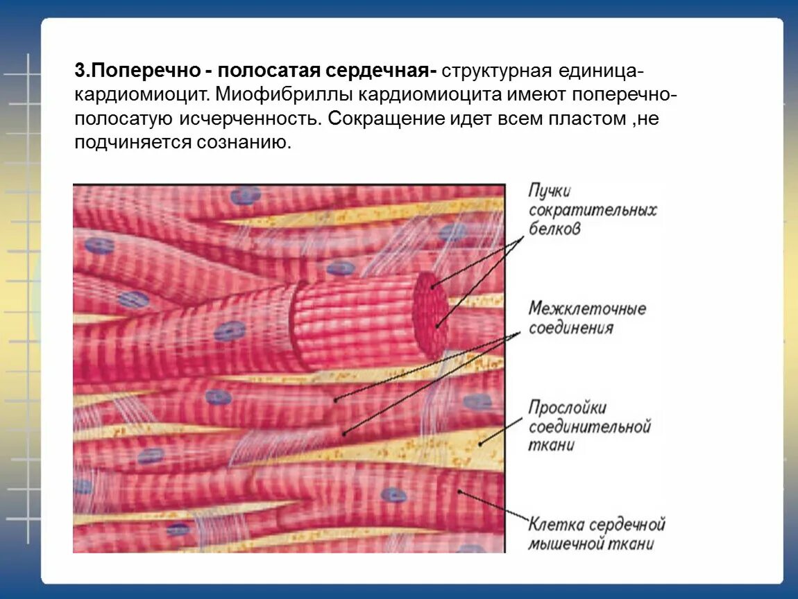 Сердечная мышца представлена тканью. Строение миофибрилл поперечно полосатой ткани. Поперечнополосатая сердечная мышечная ткань. Миофибрилла сердечной мышцы. Поперечнополосатая ткань миокарда.