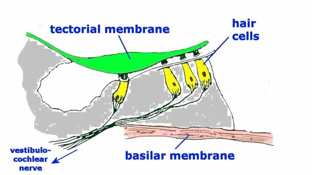 Membrane перевод. Basilar membrane. hair membrane. basal membrane. tectorial membrane перевод.