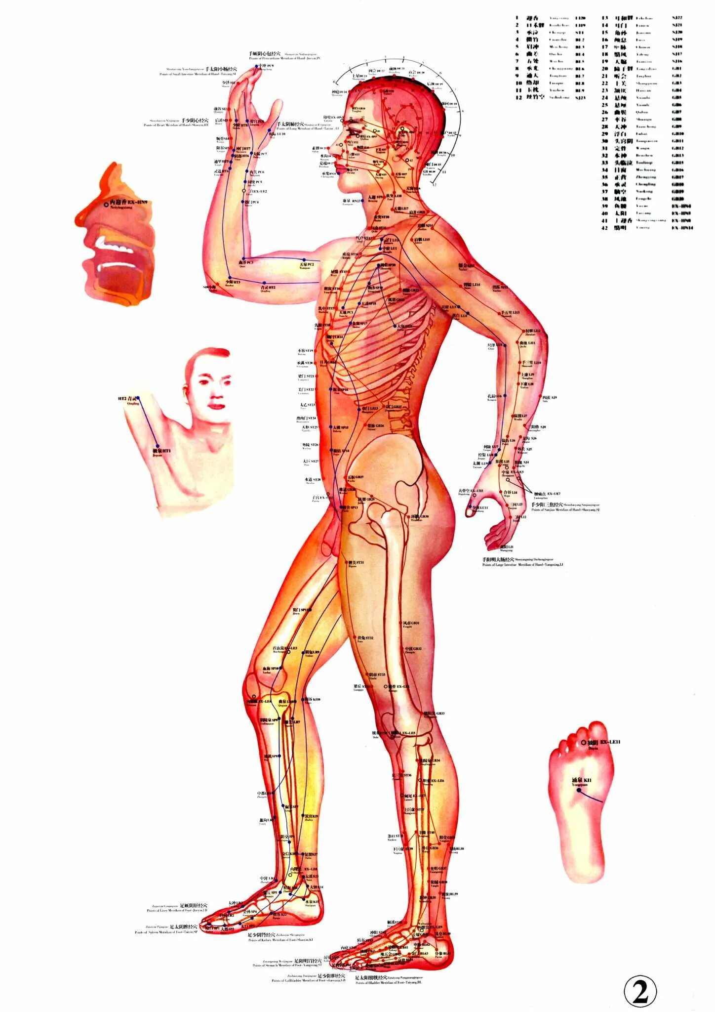 Меридианы в теле человека. Энергетические меридианы человека китайская медицина. Проекция меридианов на теле. Внутренние каналы человека. Каналы ида пингала сушумна.