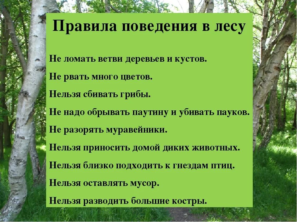 Составить памятку поведение в лесу. Памятка правила поведения в лесу. Памятка поведения в лесу для детей. Памятка правил поведения в лесу. Составить памятку правила поведения в лесу.