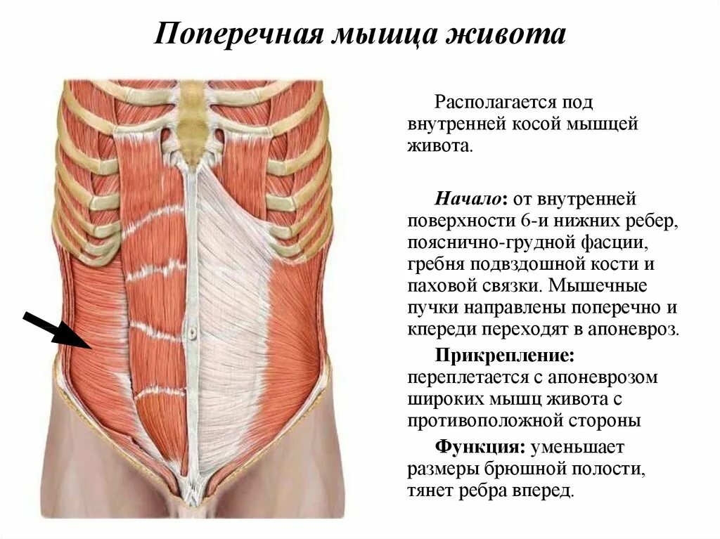 Прямые мышцы живота у мужчин. Мышцы живота вид спереди. Поперечная мышца живота сзади. Поперечная косая мышца живота функции. Передняя группа мышц живота анатомия.