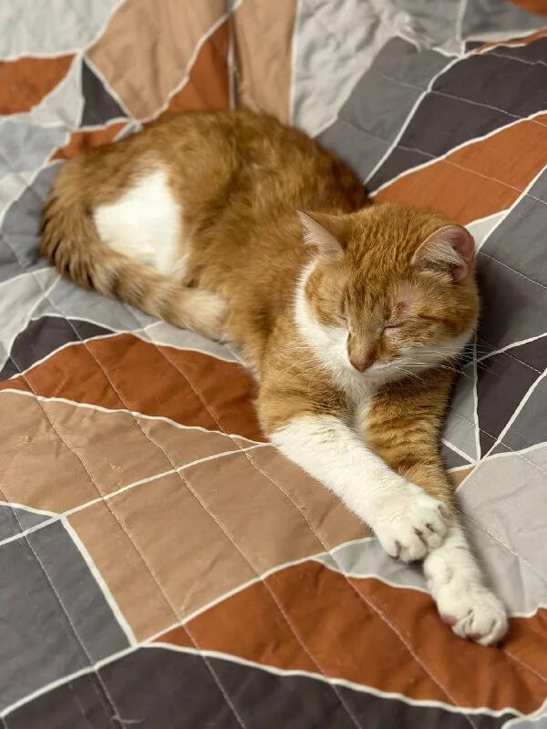 друзья кота коржика