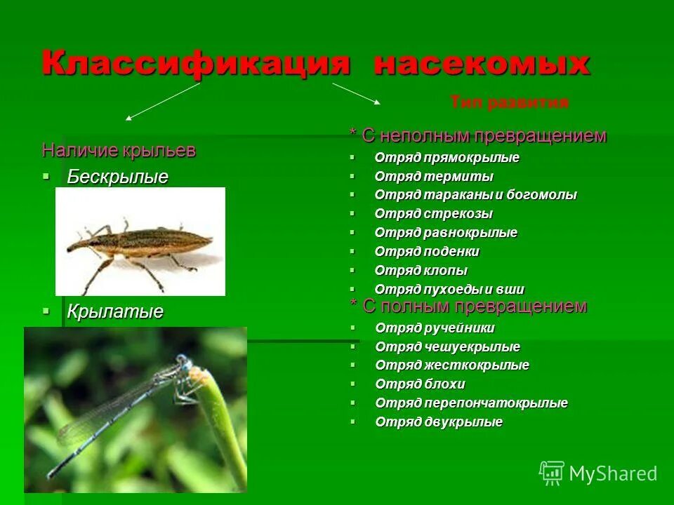 Прямокрылые насекомые представители. Отряд насекомых Равнокрылые представители. Систематика насекомых 7 класс биология. Представители прямокрылых биология 7 класс. Равнокрылые представители отряда таблица.