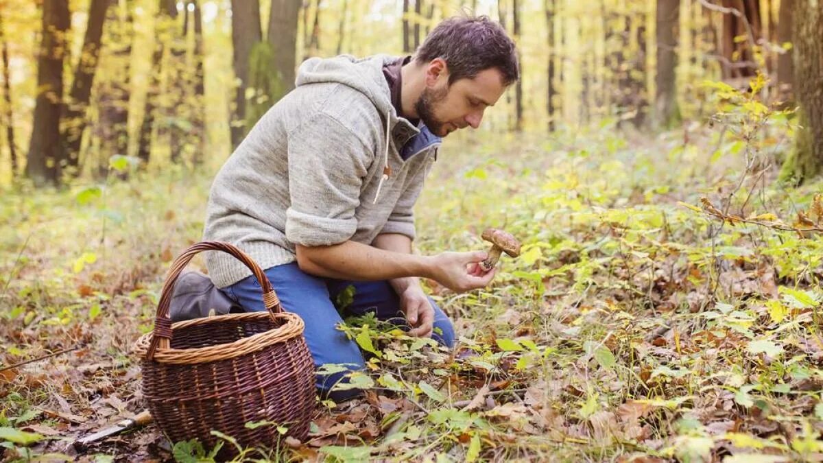 Собирание человека. Сообщество грибников подмосковья. Человек пазл. Хобби и увлечения. Сбор лекарственных растений.