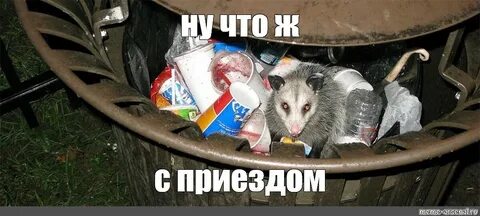 Хрюшка из помойного ведра