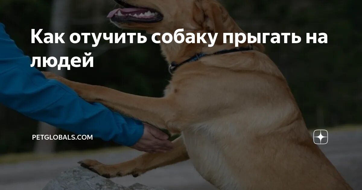 Как отучить собаку прыгать на людей. Как отучить собаку прыгать. собака прыгает на человека от радости.
