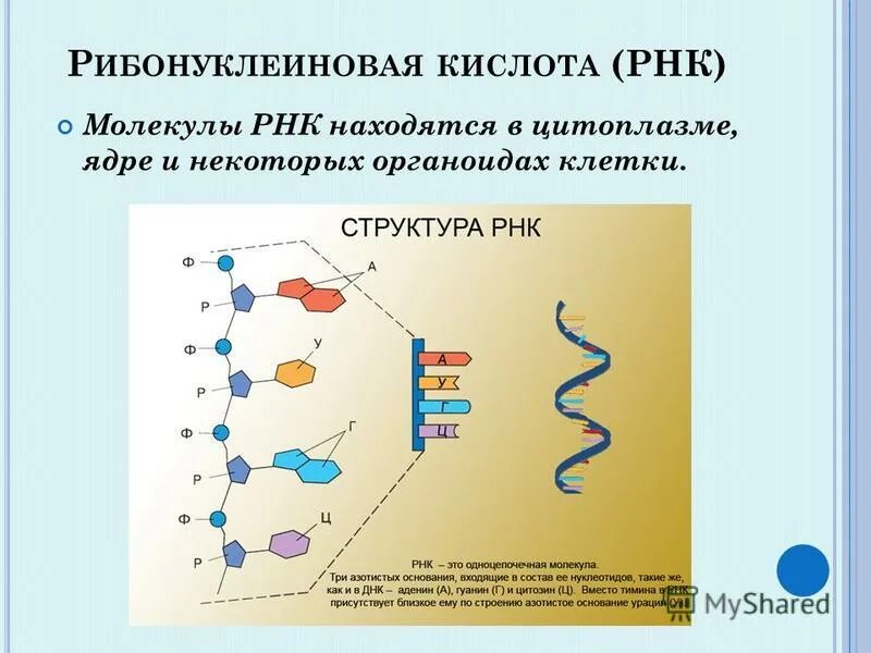 Где находится рнк