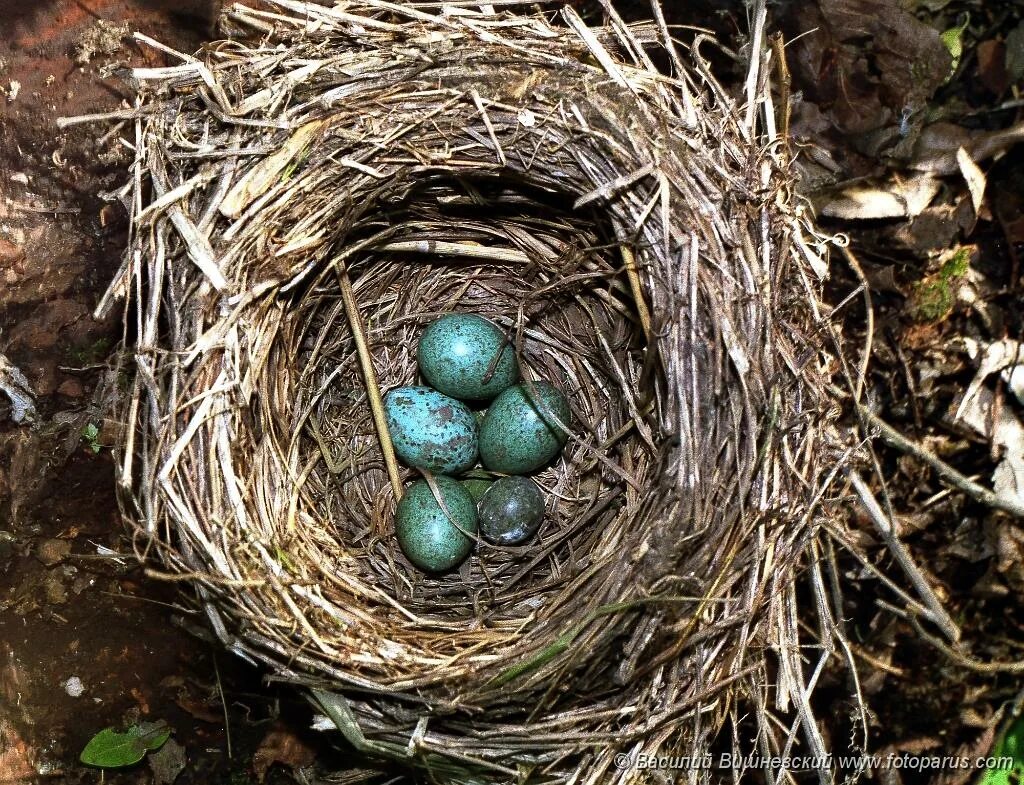 Яйца кукушки фото. Дрозд рябинник яйца и гнездо. Яйца дрозда рябинника. Яйца кукушки в чужом гнезде. Гнездо кукушки.
