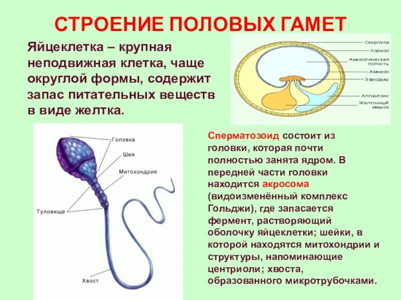 Строение половых клеток яйцеклетка. Строение половых клеток яйцеклетка и сперматозоид. Строение яйцеклетки и спермия. Строение половых гамет.