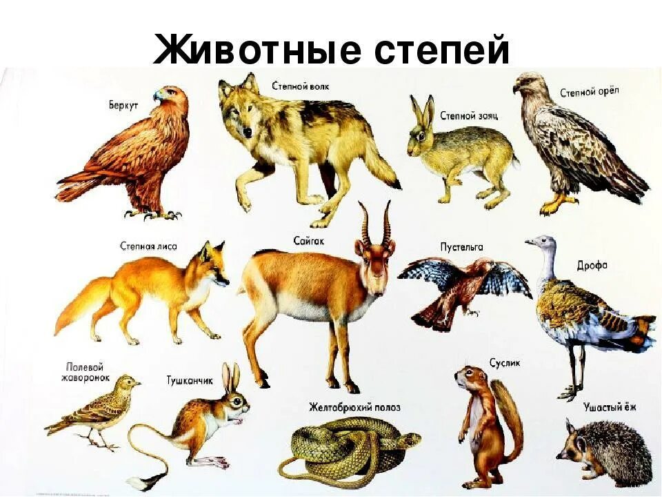 Кто обитает в степи из животных. Животный мир Степной зоны России. Типичные животные степи. Животные зоны степей России. Какие звери находятся
