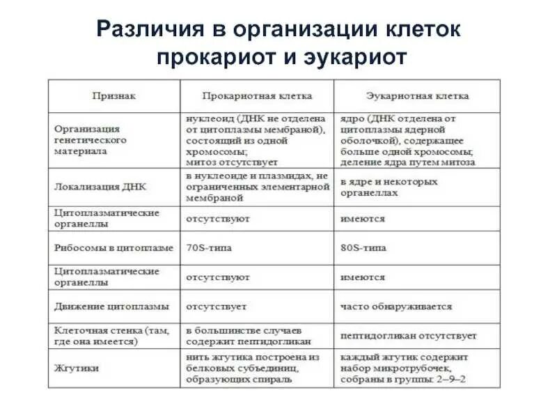 Эукариоты отличия. Таблица типы клеточной организации прокариот и эукариот. Представители прокариот и эукариот таблица. Отличие прокариотической клетки от эукариотической клетки таблица. Клеточная стенка прокариот и эукариот сравнение.