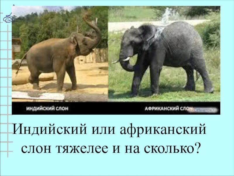 Африканский и индийский слон. Африканский и индийский слон сравнение. Индийский слон и Африканский слон отличия. Сравнение африканского и индийского слонов. Чем отличается индийский слон от африканского 1