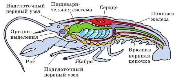 Пищевод креветки. Внутреннее строение ракообразных. Пищеварительная система членистоногих схема. Пищеварительная система ракообразных схема. Внутреннее строение ракообразных схема.