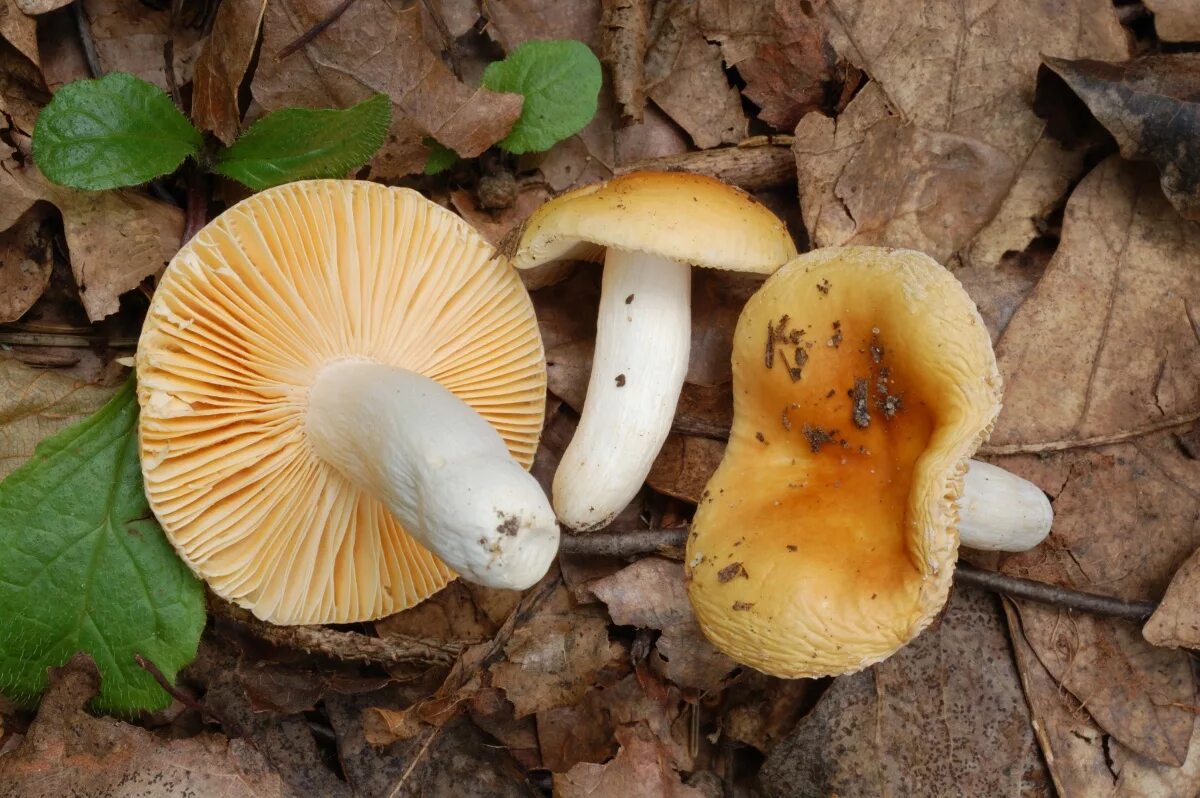 Ядовитые пластинчатые грибы. Рядовка оранжевая. Съедобные грибы Краснодарского края Сочи. Пластинчатые грибы ядовитые. Несъедобные грибы Сочи.