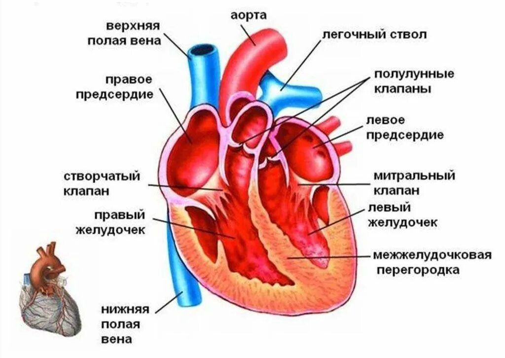 Строение сердца человека желудочки и предсердия. Сердце анатомия желудочки и предсердия. Внутреннее строение сердца камеры сердца. Сердце желудочки и предсердия клапаны. Какие сосуды в левом предсердии