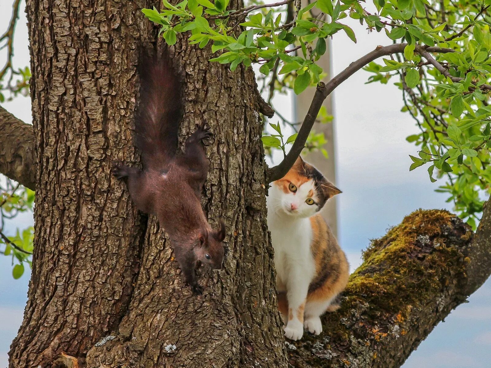 Кот живущий на дереве. Котенок на дереве. белка и кот. коты на деревьях. дерево с белками.
