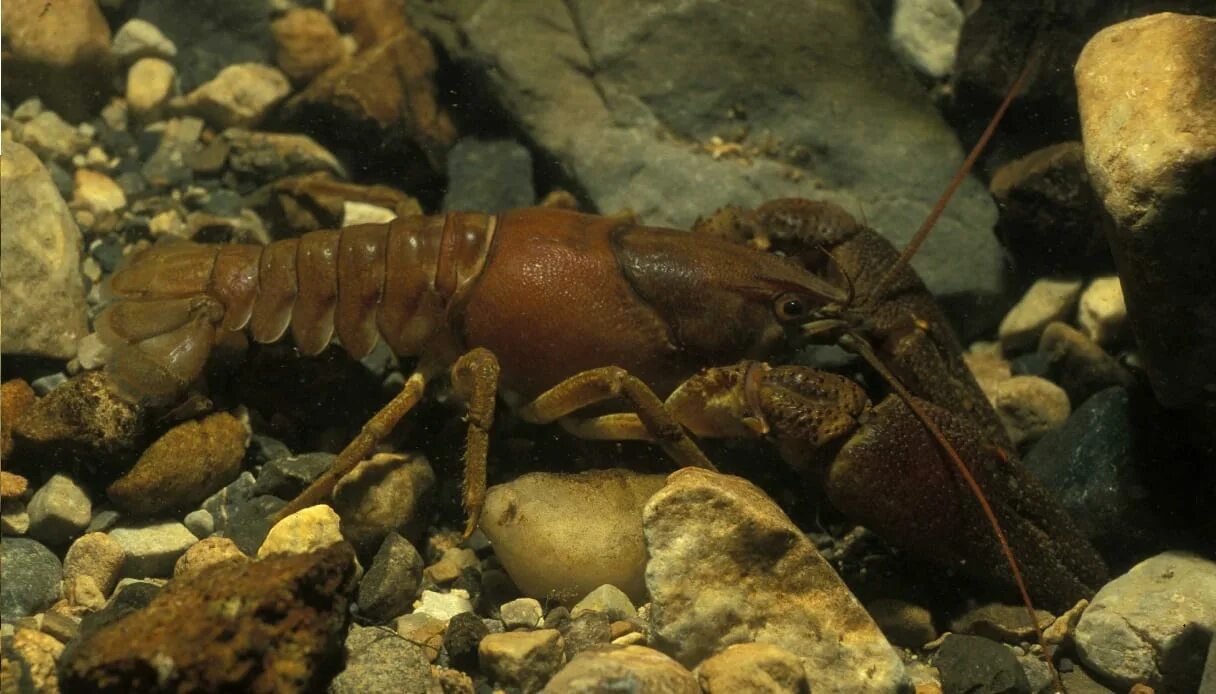 Раки скрытные. Austropotamobius pallipes. Речные рачки. Речные ракообразные. Ракообразные в пруду.