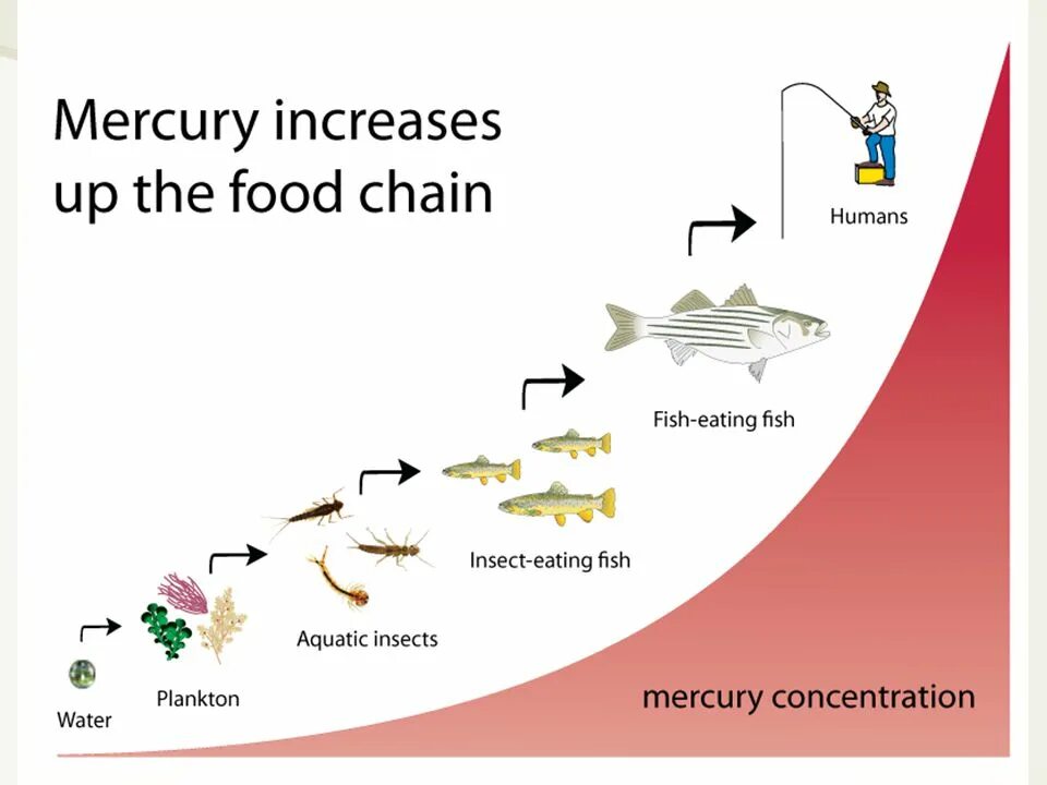 Fish food Chain. Mercury and Fish. Food Chain for Human. Consumers in the food Chain.