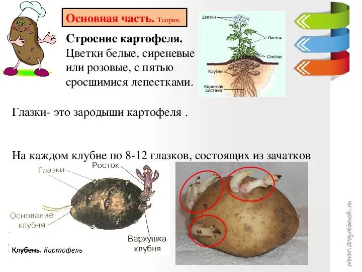 Клубень картофеля и ус земляники. Глазки клубня картофеля. Строение клубня картофеля. Внешнее и внутреннее строение клубня картофеля. Клубень картошки.