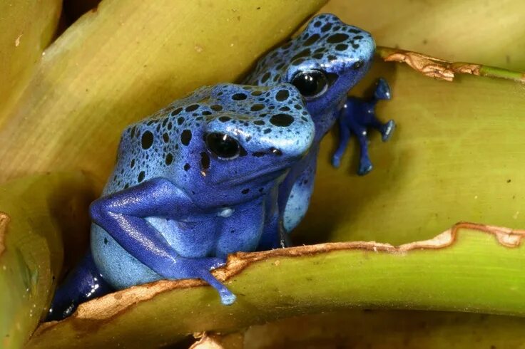 on leaf Poison dart frogs, Dart frog, Frog