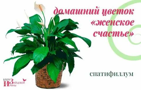 Делать женского счастья