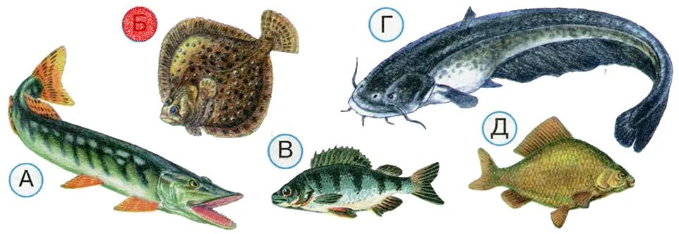 Тип симметрии щуки. Симметрия рыб речные. Кто такие рыбы тест. Кто такие рыбы? Тест Плешаков. Речные рыбы атлас окружающий мир Плешаков.