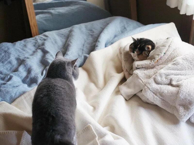 Кошка любит одеяло. Под одеялом. кот обнимает одеяло. кошка лежит под одеялом. котик обнимает одеяло.