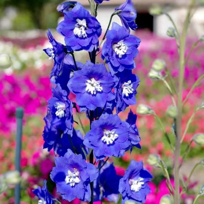 дельфиниум куст. дельфиниум госсамер. дельфиниум однолетний выращивание из семян. дельфиниум белладонна. дельфиниум однолетний выращивание из семян.