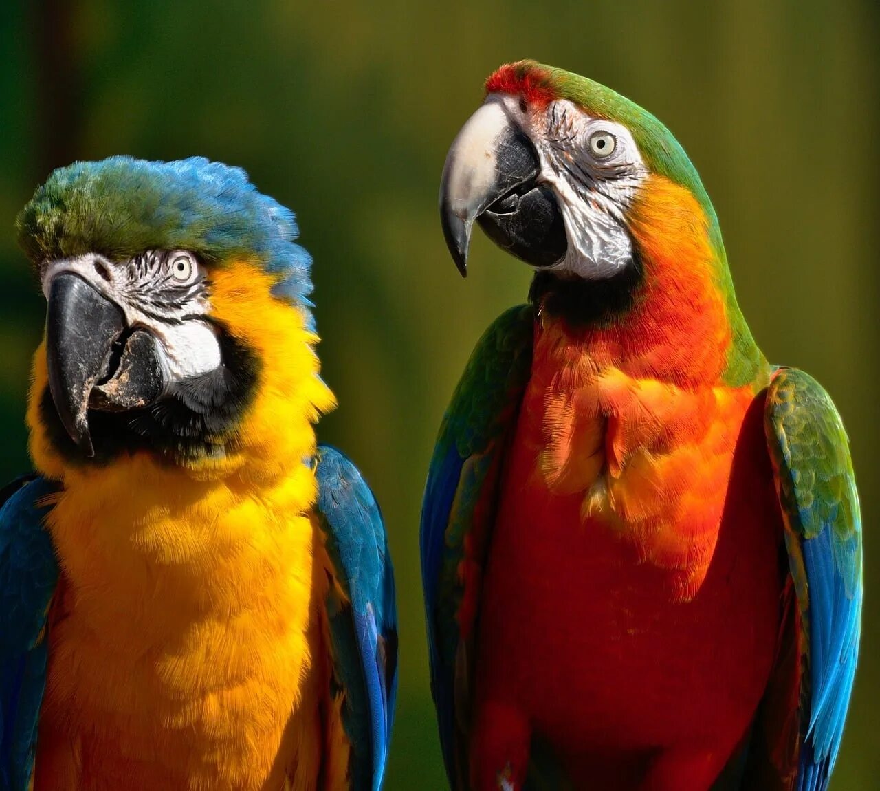 Большой цветной попугай. Лондонский зоопарк попугаи. Попугаи ара зоопарк Гавана. Ара попугай Московский зоопарк. Разноцветный попугай.