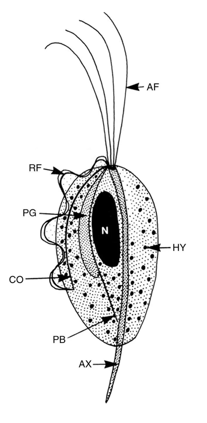 Трихомонада строение. Trichomonas tenax строение. жизненный цикл трихомонады. ротовая трихомонада.
