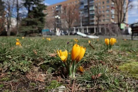 На клумбе распустились 10 желтых роз