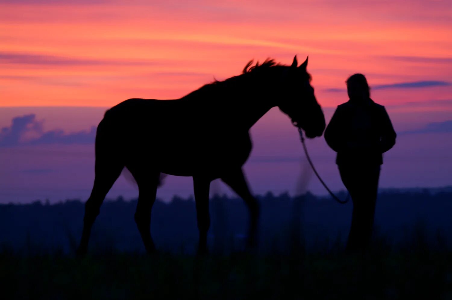 Музыка horses. Конь ночью. Лошади на рассвете.