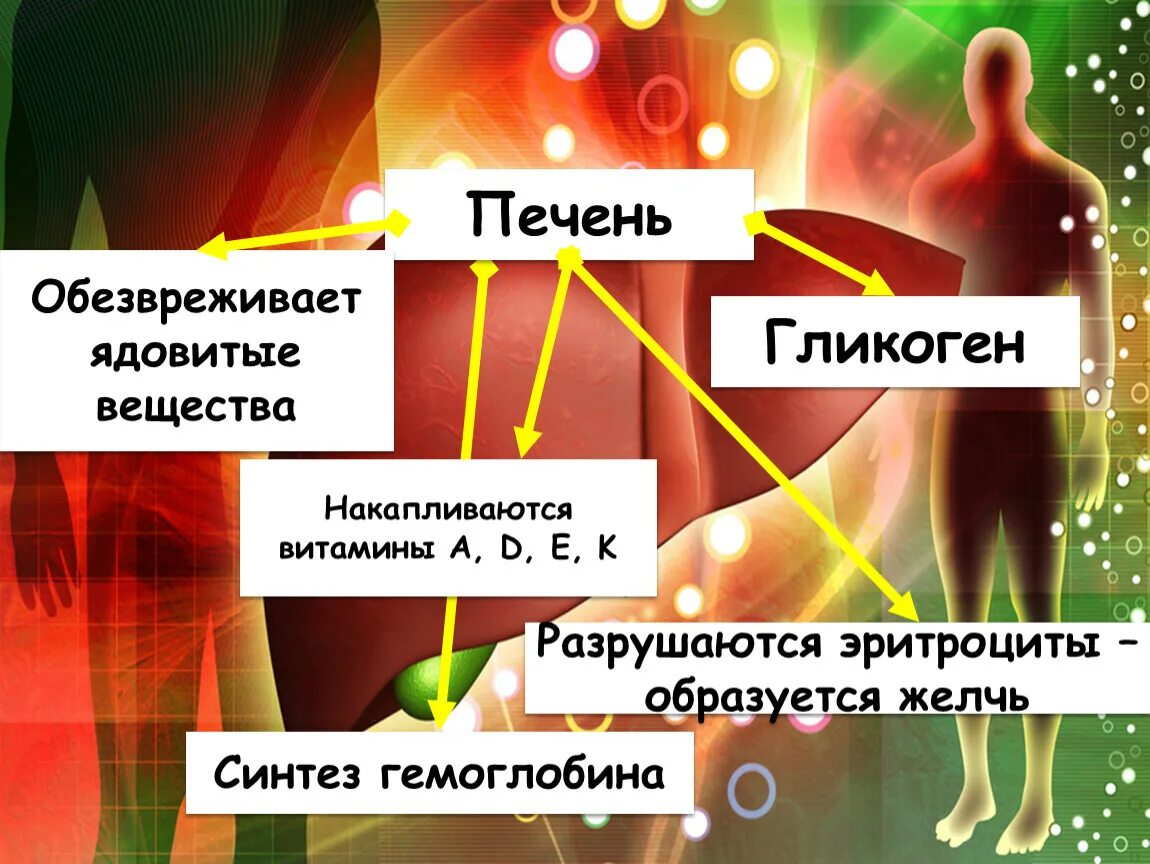 Вещества печени. Обезвреживает ядовитые вещества. Какой орган обезвреживает ядовитые вещества. Что обезвреживает печень. Обезвреживание в печени.