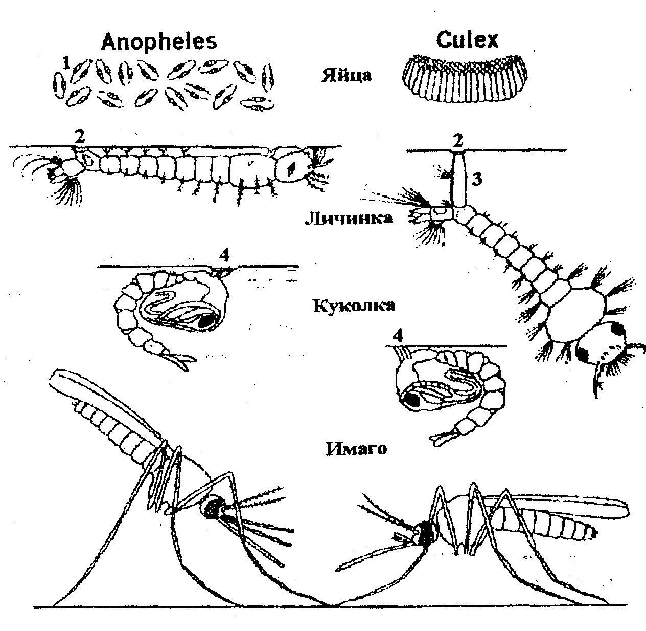 Какое развитие у малярийного комара. Цикл развития комара обыкновенного. Стадии развития комаров. Личинка комара Anopheles строение. Жизненный цикл комара Culex.